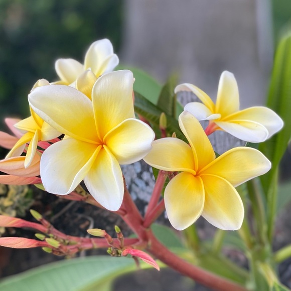 Meet your Posher, Kelly - Picture 1 of 1